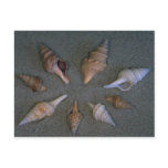 Turrids Shell Post Cards