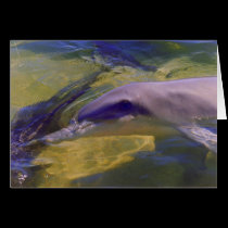 TURSIOPS ADUNCUS cards by wendybandurskimiller TURSIOPS ADUNCUS cards