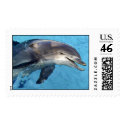 Tursiops truncatus stamp