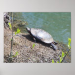 Turtle2 Poster