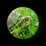 Turtle 1 buttons
