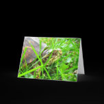 Turtle 1 cards