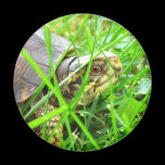Turtle 1 magnets