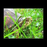 Turtle 1 postcards
