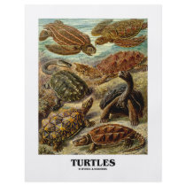 Turtle (7 Different Turtles Artforms Of Nature) Full Color Flyer