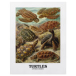 Turtle (7 Different Turtles Artforms Of Nature) flyers