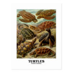 Turtle (7 Different Turtles Artforms Of Nature) Postcard