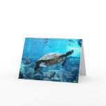 Turtle and fish cards