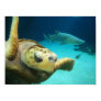 Turtle and Shark Photo