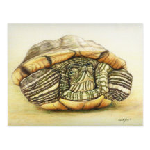 "Turtle" Art Reproduction Postcard