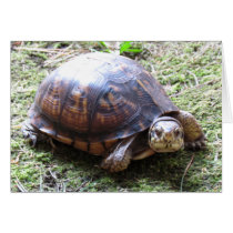 Turtle - Belated Birthday cards