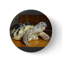 Turtle buttons