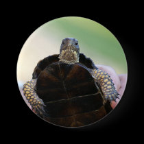 Turtle Button buttons