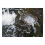 Turtle Greeting Card