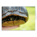 turtle cards