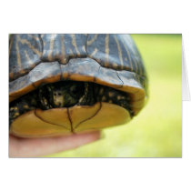 turtle cards