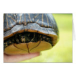 turtle greeting card