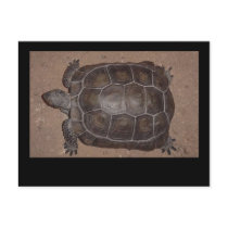 turtle card postcards by sumiko turtle card postcards