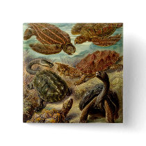 Turtle (Chelonia) by Haeckel Button
