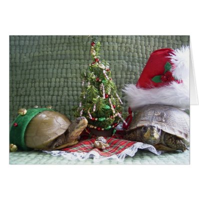 Turtle Christmas Cards
