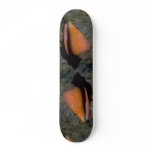 Turtle cone (Conus testudinarius) Shell Skate Decks