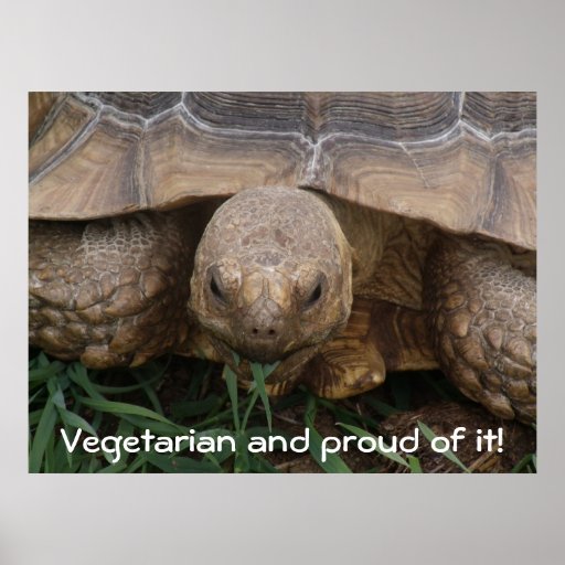 Turtle Eating Grass Proud Vegetarian Photograph Poster Zazzle