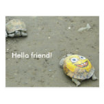 Turtle fan SpongeBob Postcard