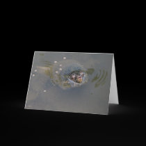 Turtle Greetings! cards