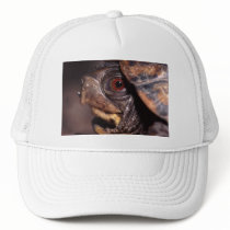 turtle hats