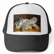 Turtle hats