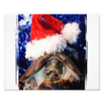 Turtle in Christmas Santa Hat Picture Photograph