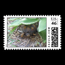 turtle in jungle Postage stamps
