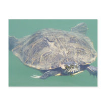 Turtle in motion postcards