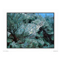Turtle in the blue posters by ceberhardt Turtle in the blue posters