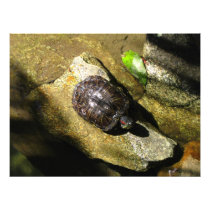 Turtle in the Sun Photograph