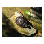 Turtle in the Sun Photograph