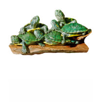 Turtle Ladies Ringer T-Shirt by kphotos Turtle Ladies Ringer T-Shirt