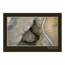 Turtle Love posters