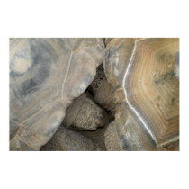 Turtle Love posters
