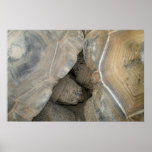 Turtle Love Print