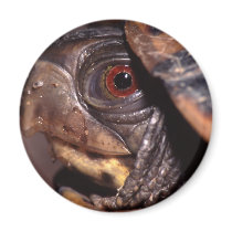 turtle magnets by WorldDesign turtle magnets