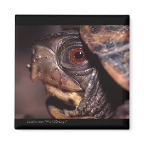 Turtle magnets by WorldDesign Turtle magnets