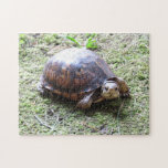 Turtle - Mossy Path Puzzles