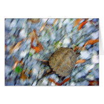 Turtle motion cards by Gasparin Turtle motion cards