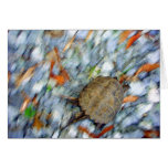 Turtle motion cards
