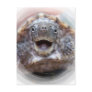 Turtle mouth open round frame Mad Musk turtle Postcard