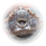 Turtle mouth open round frame Mad Musk turtle stickers