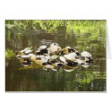 turtle networking cards by sumiko turtle networking cards