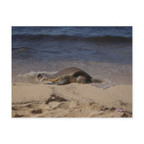 Turtle of Oahu Post Cards
