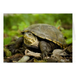 Turtle On Forest Floor Greeting Cards